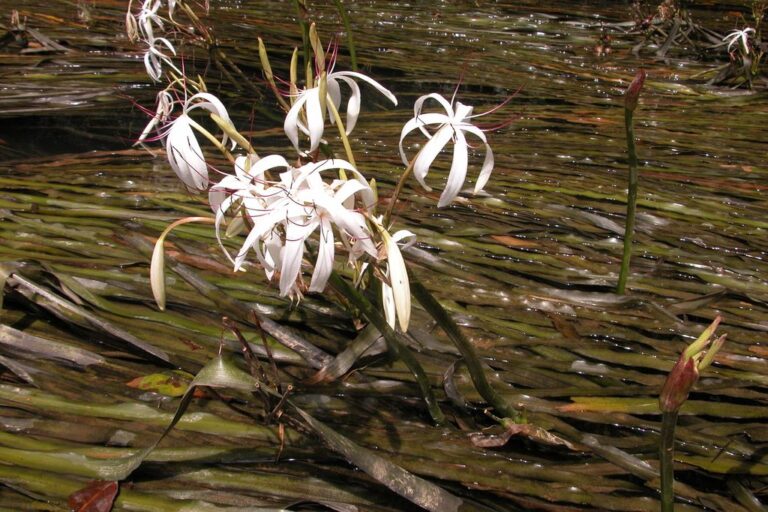 Crinum Thaianum (Crinum thaianum) |commons:File:Crinum thaianum in Thailand.jpg