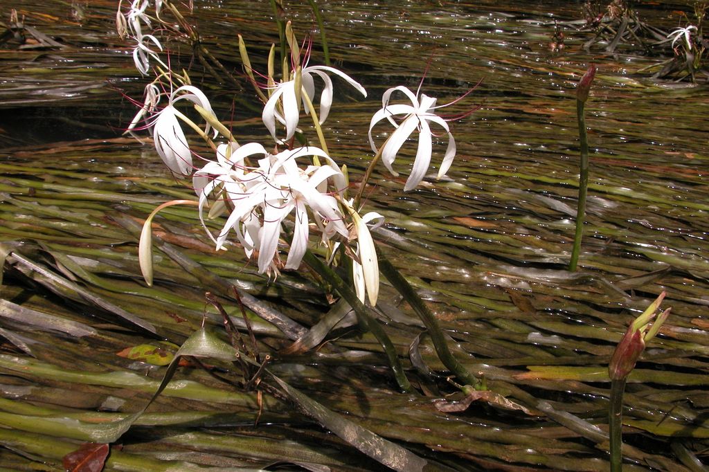 Crinum Thaianum (Crinum thaianum) |commons:File:Crinum thaianum in Thailand.jpg