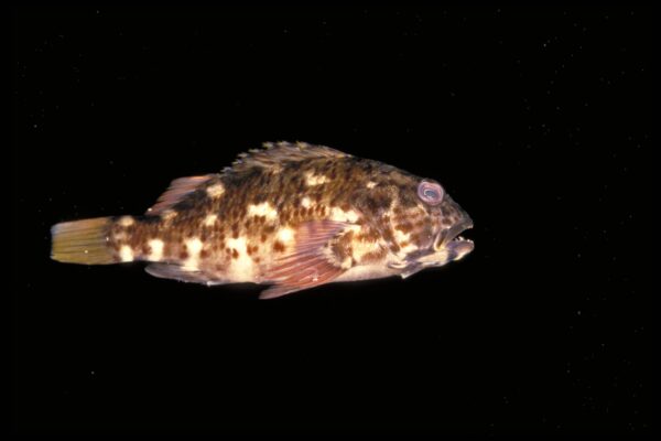 Cristacirrhitus punctatus (Cristacirrhitus punctatus) |commons:File:Cristacirrhitus punctatus (Ifremer 00535-64717).jpg