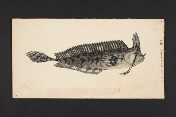 Cristiceps aurantiacus (Cristiceps aurantiacus) |commons:File:Cristiceps aurantiacus. L. T. Griffin del. (48753313083).jpg