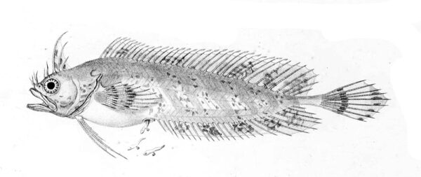 Cristiceps australis (Cristiceps australis) |commons:File:Cristiceps australis.jpg