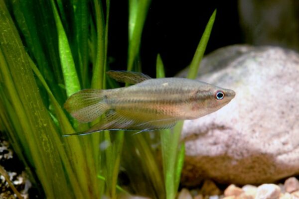 Croaking Gourami (Trichopsis vittata) |commons:File:Trichopsis vittata.jpg