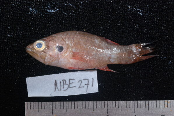 Crosseyed Cardinalfish (Fowleria aurita) |commons:File:Fowleria aurita.jpg