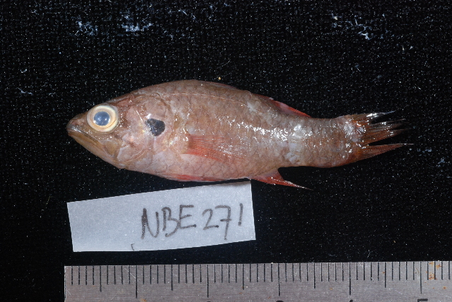 Crosseyed Cardinalfish (Fowleria aurita) |commons:File:Fowleria aurita.jpg