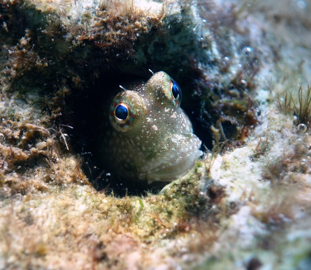 Crossosalarias macrospilus (Crossosalarias macrospilus) |commons:File:Crossosalarias macrospilus- Triplespot blenny (24546123970).jpg