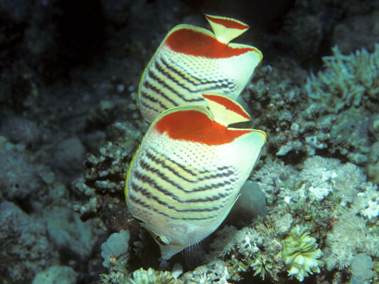 Crown Butterflyfish (Chaetodon paucifasciatus) |commons:File:Bep chaetodon paucifasciatus.jpg