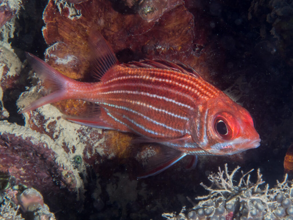 Crown Squirrelfish (Sargocentron diadema) |commons:File:Crown squirrelfish (Sargocentron diadema) (41153734535).jpg
