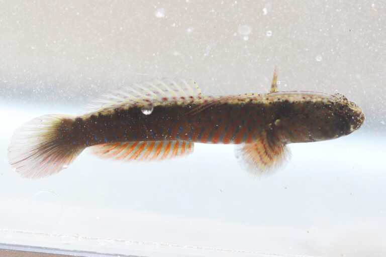 Cryptocentroides gobioides (Cryptocentroides gobioides) |commons:File:Cryptocentroides gobioides 342492242.jpg
