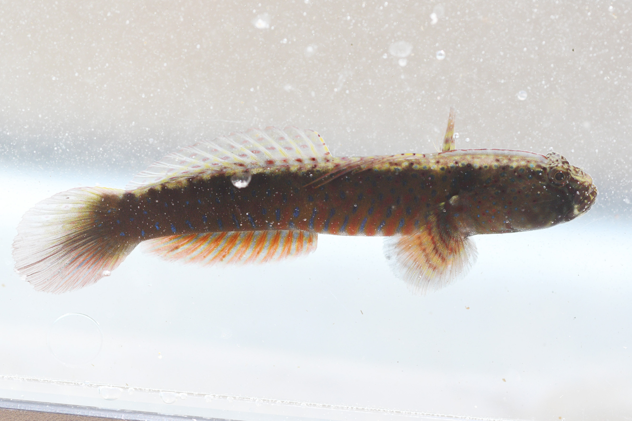 Cryptocentroides gobioides (Cryptocentroides gobioides) |commons:File:Cryptocentroides gobioides 342492242.jpg