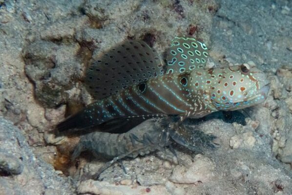Cryptocentrus caeruleomaculatus (Cryptocentrus caeruleomaculatus) |commons:File:Cryptocentrus caeruleopunctatus 2.jpg