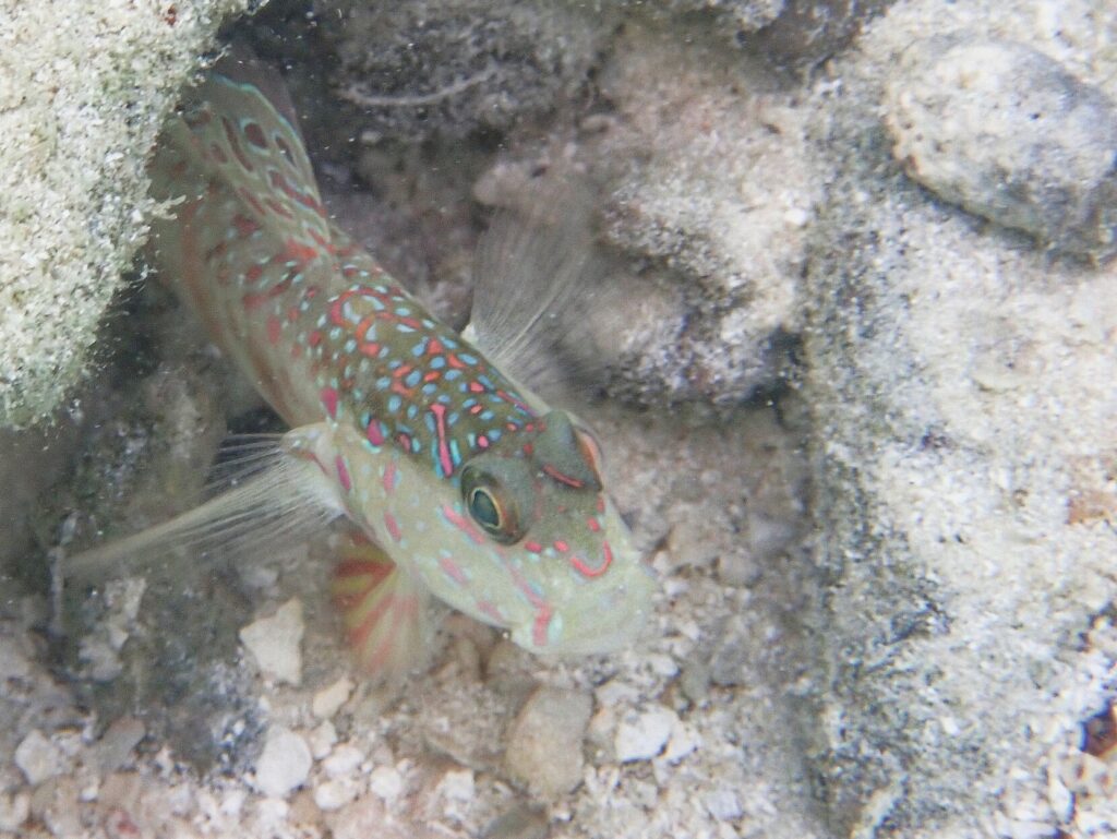 Cryptocentrus melanopus (Cryptocentrus melanopus) |commons:File:Cryptocentrus melanopus 251430237.jpg