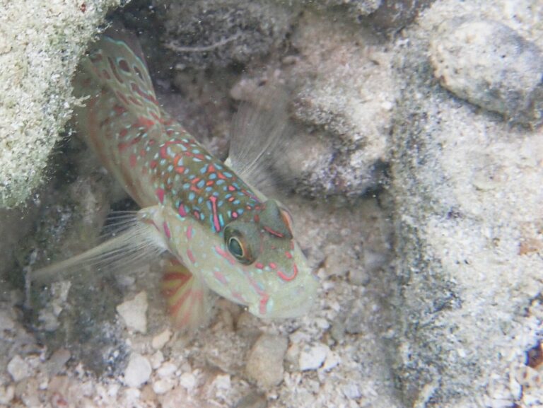 Cryptocentrus melanopus (Cryptocentrus melanopus) |commons:File:Cryptocentrus melanopus 251430237.jpg