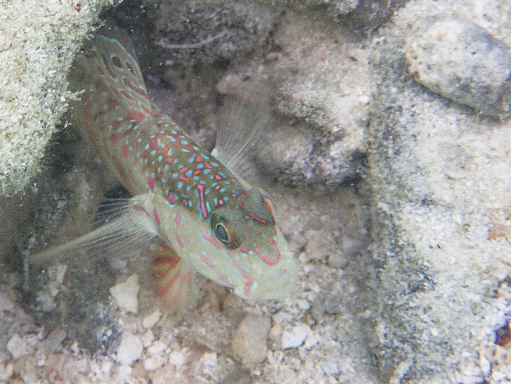 Cryptocentrus melanopus (Cryptocentrus melanopus) |commons:File:Cryptocentrus melanopus 251430237.jpg
