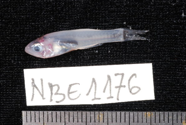 Crystal Cardinal (Gymnapogon africanus) |commons:File:Gymnapogon africanus.jpg