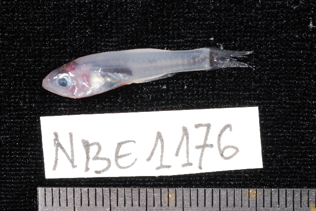 Crystal Cardinal (Gymnapogon africanus) |commons:File:Gymnapogon africanus.jpg