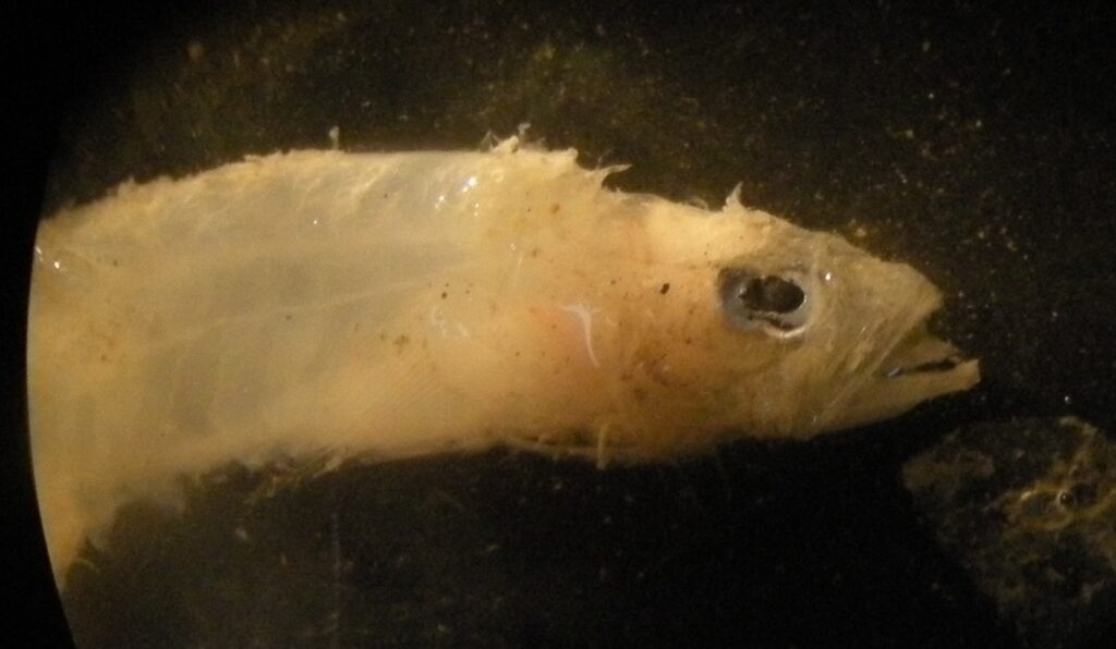 Crystal Goby (Crystallogobius linearis) |commons:File:Crystallogobius linearis close-up.jpg