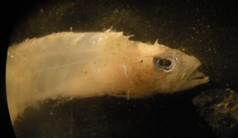 Crystal Goby (Crystallogobius linearis) |commons:File:Crystallogobius linearis close-up.jpg