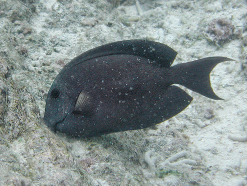 Ctenochaetus hawaiiensis (Ctenochaetus hawaiiensis) |commons:File:Ctenochaetus hawaiiensis, Samoa.gif