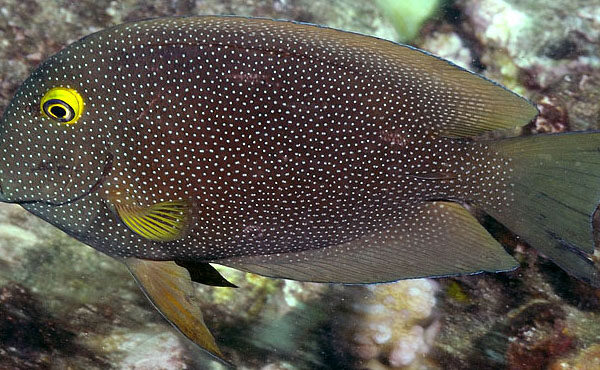 Ctenochaetus truncatus (Ctenochaetus truncatus) |commons:File:Ctenochaetus truncatus.jpg