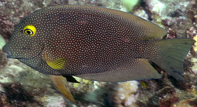 Ctenochaetus truncatus (Ctenochaetus truncatus) |commons:File:Ctenochaetus truncatus.jpg