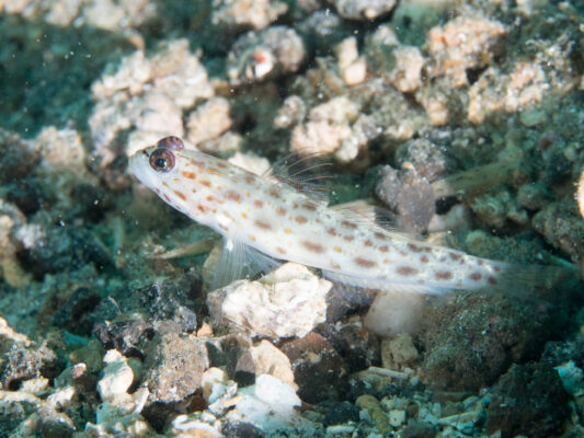 Ctenogobiops feroculus (Ctenogobiops feroculus) |commons:File:Sand shrimpgoby (Ctenogobiops feroculus) (38847123420).jpg