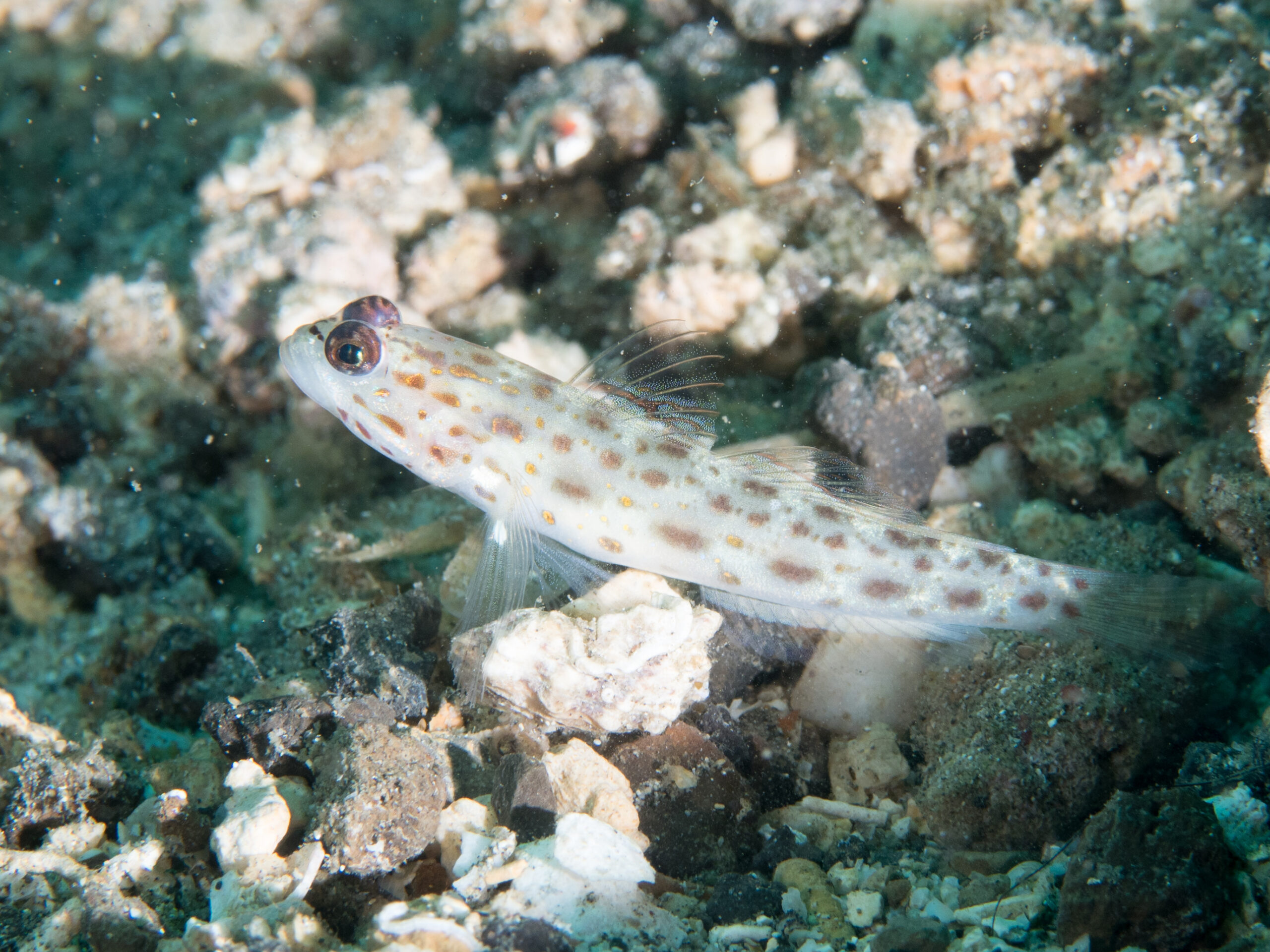 Ctenogobiops feroculus (Ctenogobiops feroculus) |commons:File:Sand shrimpgoby (Ctenogobiops feroculus) (38847123420).jpg