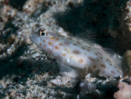 Ctenogobiops mitodes (Ctenogobiops mitodes) |commons:File:Thread shrimpgoby (Ctenogobiops mitodes) (49605307736).jpg