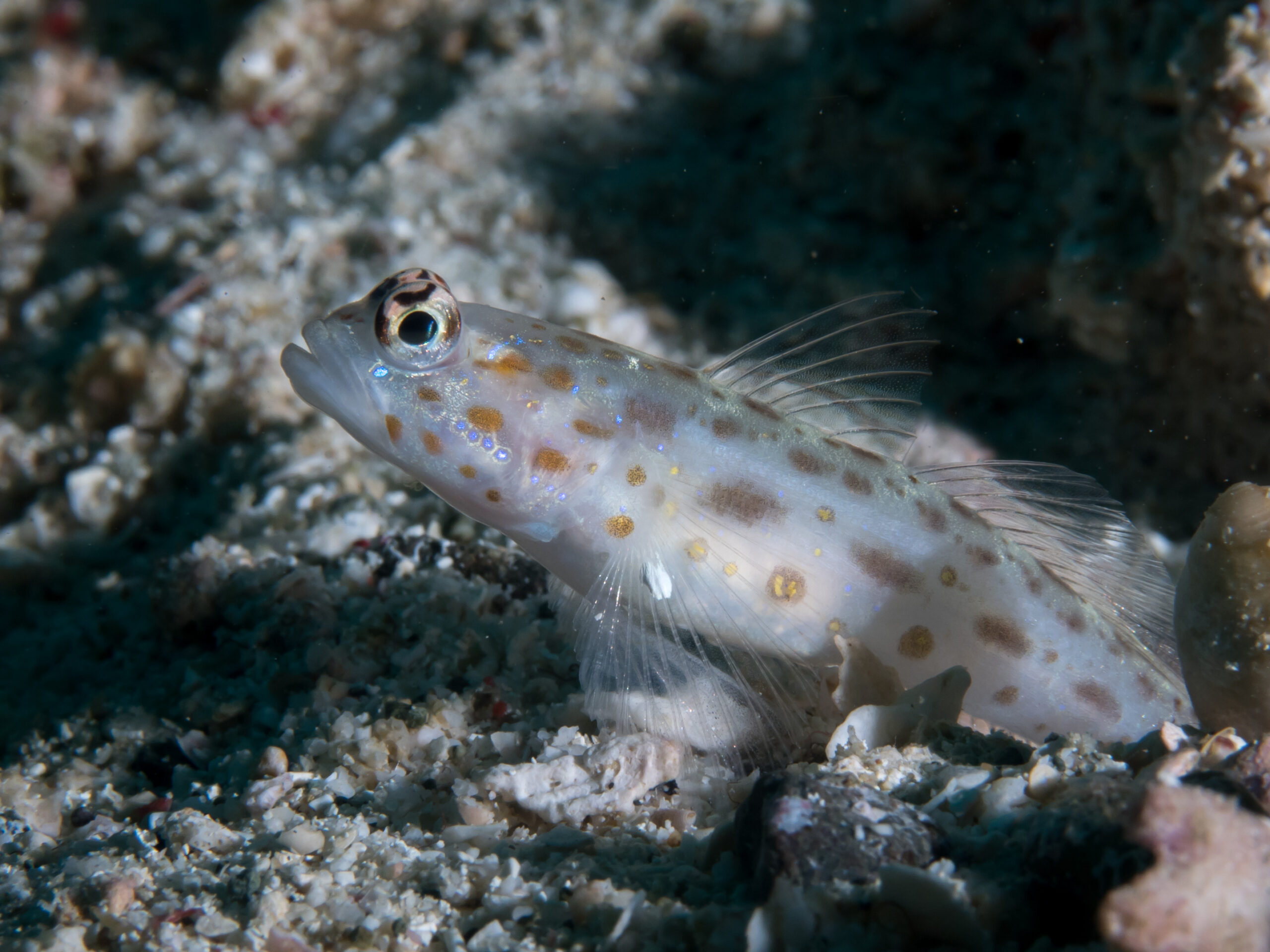 Ctenogobiops mitodes (Ctenogobiops mitodes) |commons:File:Thread shrimpgoby (Ctenogobiops mitodes) (49605307736).jpg