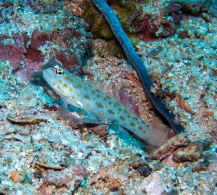 Ctenogobiops pomastictus (Ctenogobiops pomastictus) |commons:File:Ctenogobiops pomastictus 332640264.jpg