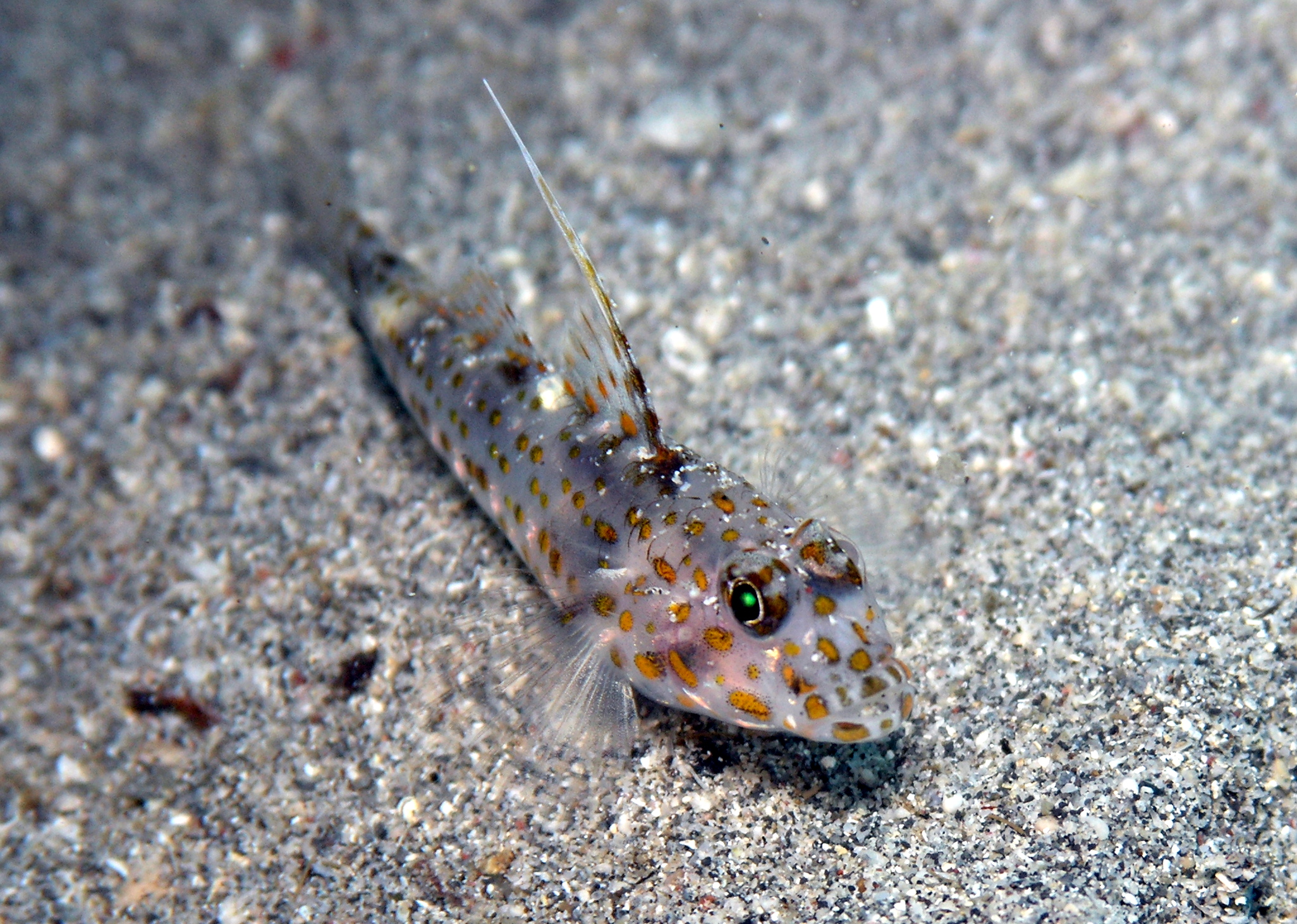Ctenogobiops tangaroai (Ctenogobiops tangaroai) |commons:File:Ctenogobiops tangaroai.JPG