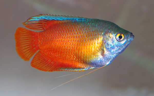 Cüce Gurami (Trichogaster lalius) |commons:File:Colisa lalia - Trichogaster lalius (aka).jpg