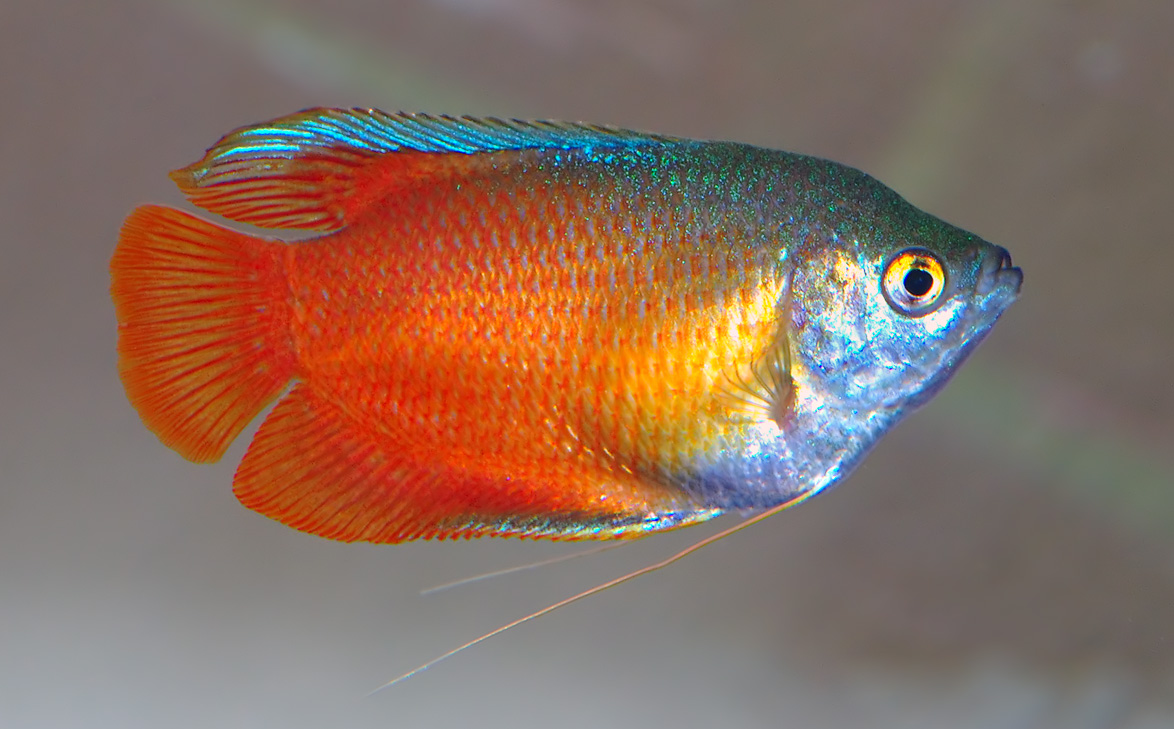 Cüce Gurami (Trichogaster lalius) |commons:File:Colisa lalia - Trichogaster lalius (aka).jpg