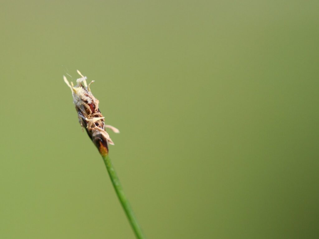 Cuce Sac (Eleocharis acicularis) |commons:File:Eleocharis acicularis.jpeg