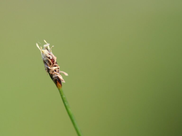 Cuce Sac (Eleocharis acicularis) |commons:File:Eleocharis acicularis.jpeg