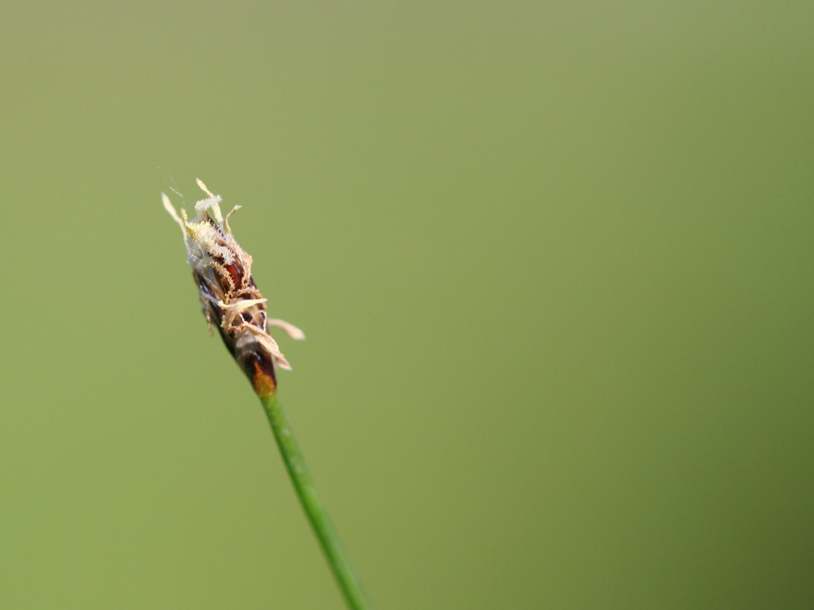 Cuce Sac (Eleocharis acicularis) |commons:File:Eleocharis acicularis.jpeg