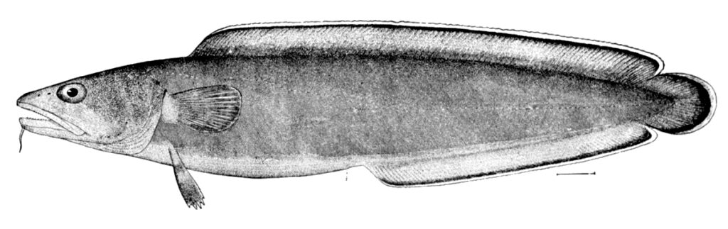 Cusk (Brosme brosme) |commons:File:Brosme brosme.jpg