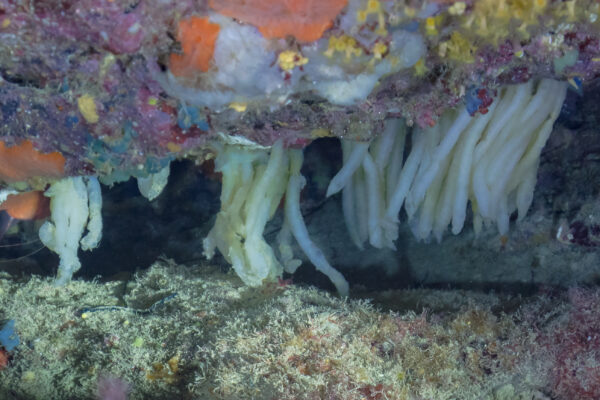 Cuttlefish Sepia officinalis