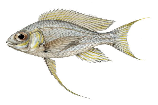 Cyathopharynx Furcifer (Cyathopharynx furcifer) |commons:File:Cyathopharynx furcifer.jpg
