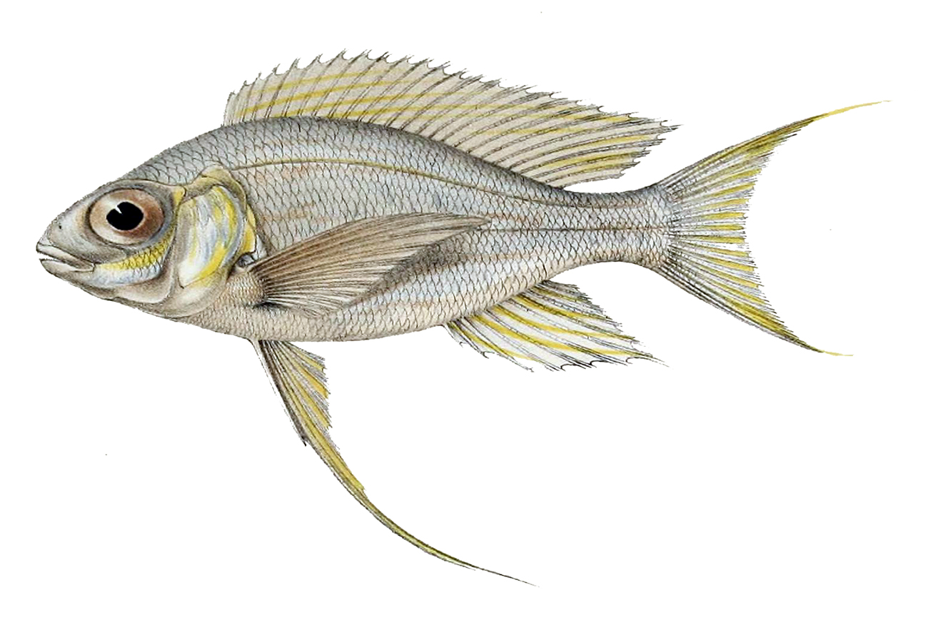 Cyathopharynx Furcifer (Cyathopharynx furcifer) |commons:File:Cyathopharynx furcifer.jpg
