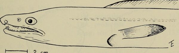 Cynoponticus ferox (Cynoponticus ferox) |commons:File:Cynoponticus ferox - Image from page 394 of "Annali del Museo civico di storia naturale Giacomo Doria" (1916).jpg