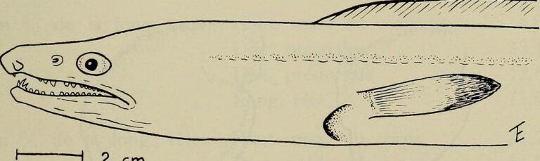 Cynoponticus ferox (Cynoponticus ferox) |commons:File:Cynoponticus ferox - Image from page 394 of "Annali del Museo civico di storia naturale Giacomo Doria" (1916).jpg
