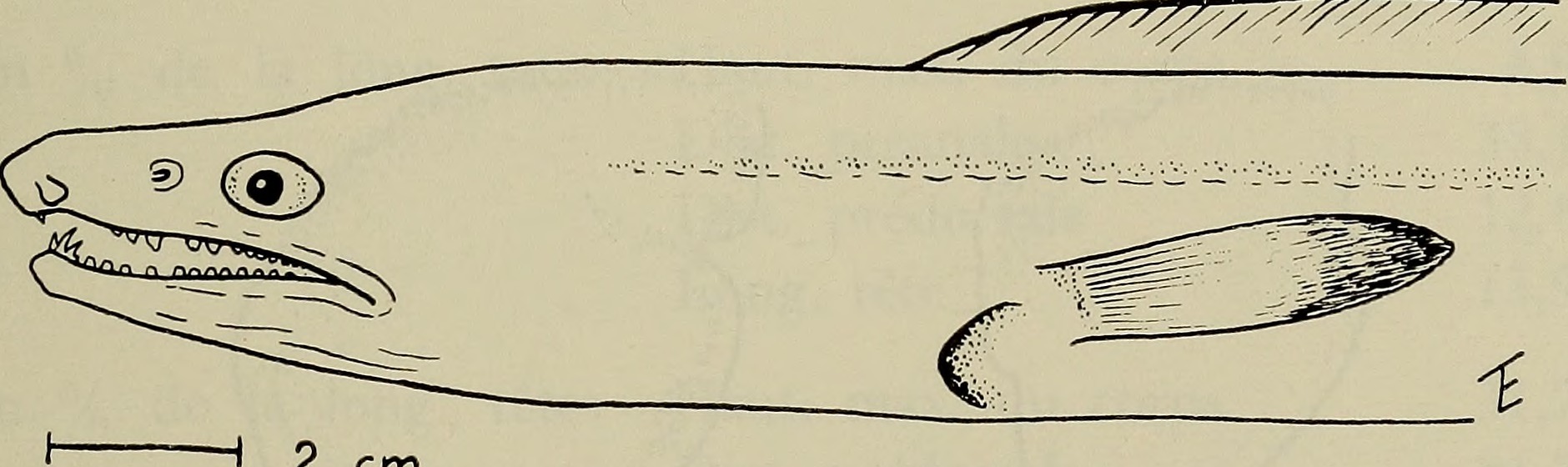 Cynoponticus ferox (Cynoponticus ferox) |commons:File:Cynoponticus ferox - Image from page 394 of "Annali del Museo civico di storia naturale Giacomo Doria" (1916).jpg