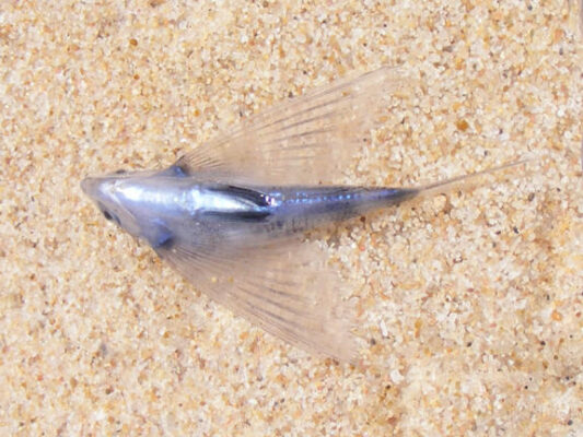 Cypselurus oligolepis (Cypselurus oligolepis) |commons:File:Cypselurus oligolepis 15620943.jpg