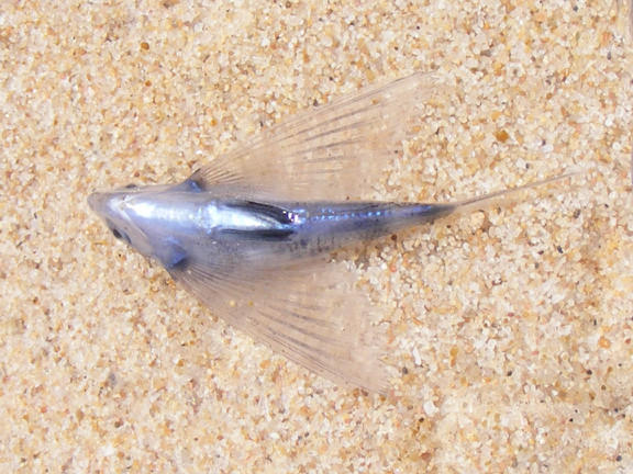 Cypselurus oligolepis (Cypselurus oligolepis) |commons:File:Cypselurus oligolepis 15620943.jpg