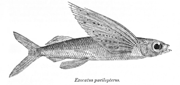 Cypselurus poecilopterus (Cypselurus poecilopterus) |commons:File:Cypselurus poecilopterus Day.png