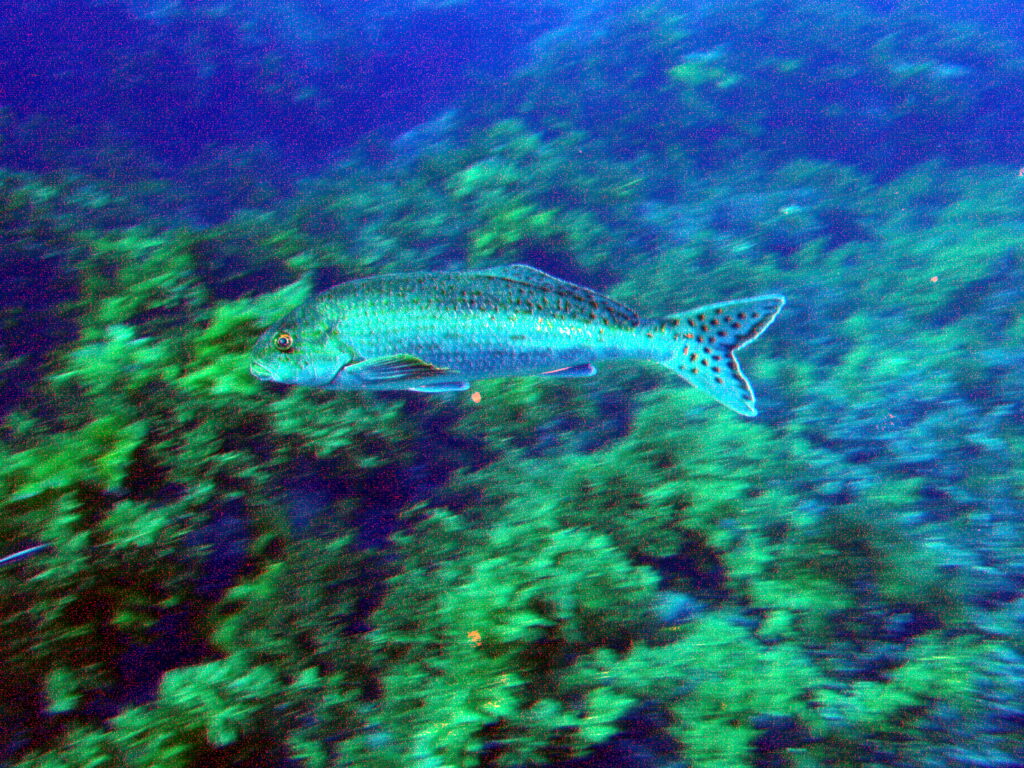 Dactylophora nigricans (Dactylophora nigricans) |commons:File:Dactylophora nigricans Dusky morwong P1021101.JPG
