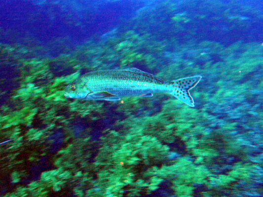 Dactylophora nigricans (Dactylophora nigricans) |commons:File:Dactylophora nigricans Dusky morwong P1021101.JPG
