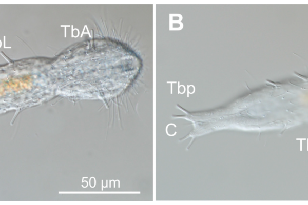Dactylopodola typhle Dactylopodola typhle