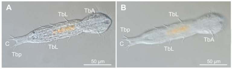 Dactylopodola typhle Dactylopodola typhle
