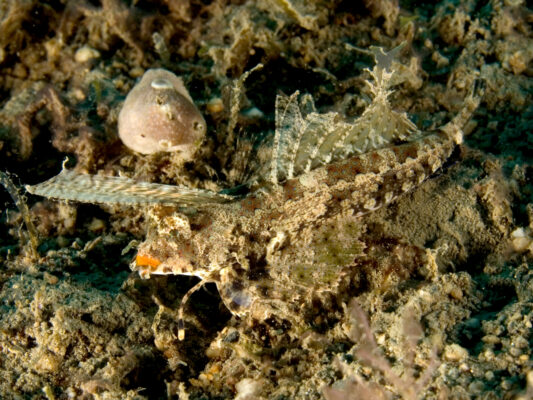 Dactylopus dactylopus (Dactylopus dactylopus) |commons:File:Dactylopus dactylopus - East Timor.jpg